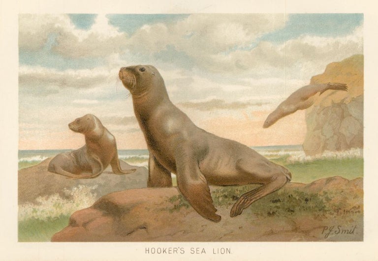 Item nr. 161675 Hooker's Sea Lion. The Royal Natural History. Richard Lydekker.