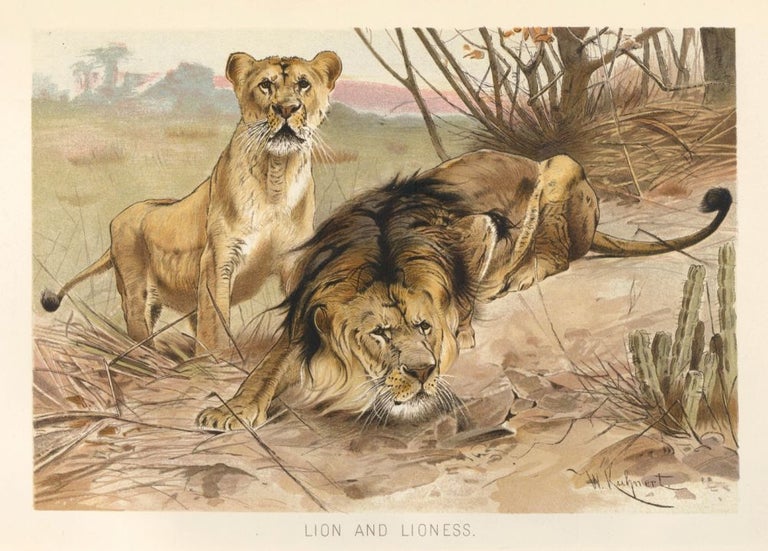 Item nr. 161676 Lion and Lioness. The Royal Natural History. Richard Lydekker.