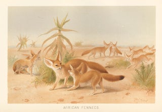 Item nr. 161677 African Fennecs. The Royal Natural History. Richard Lydekker