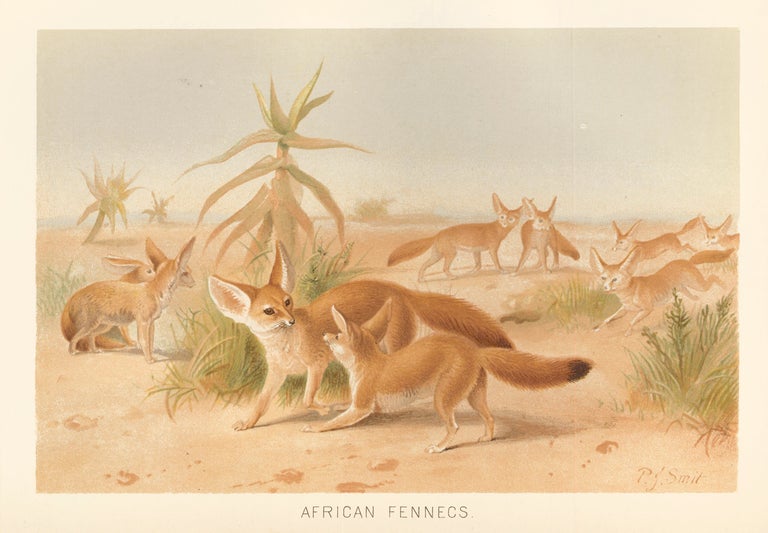 Item nr. 161677 African Fennecs. The Royal Natural History. Richard Lydekker.
