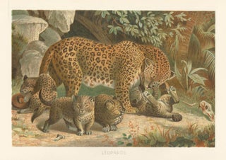 Item nr. 161678 Leopards. The Royal Natural History. Richard Lydekker