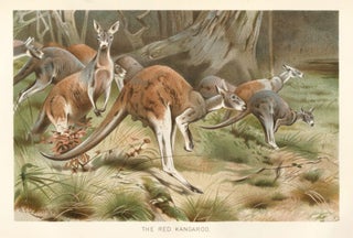 Item nr. 161679 The Red Kangaroo. The Royal Natural History. Richard Lydekker