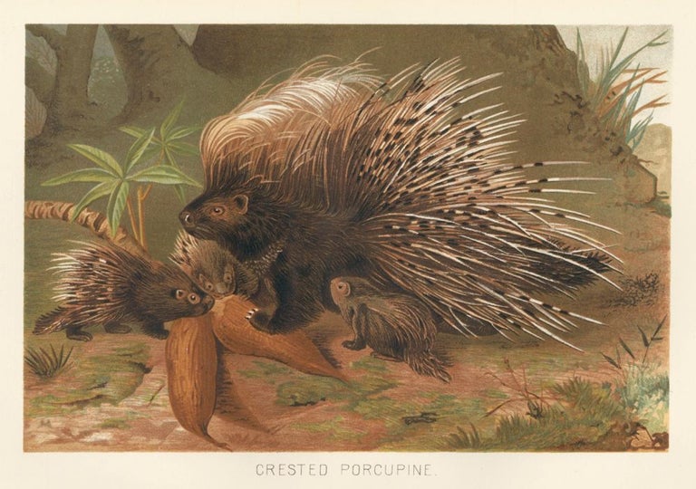 Item nr. 161680 Crested Porcupine. The Royal Natural History. Richard Lydekker.