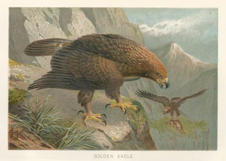 Item nr. 161681 Golden Eagle. The Royal Natural History. Richard Lydekker