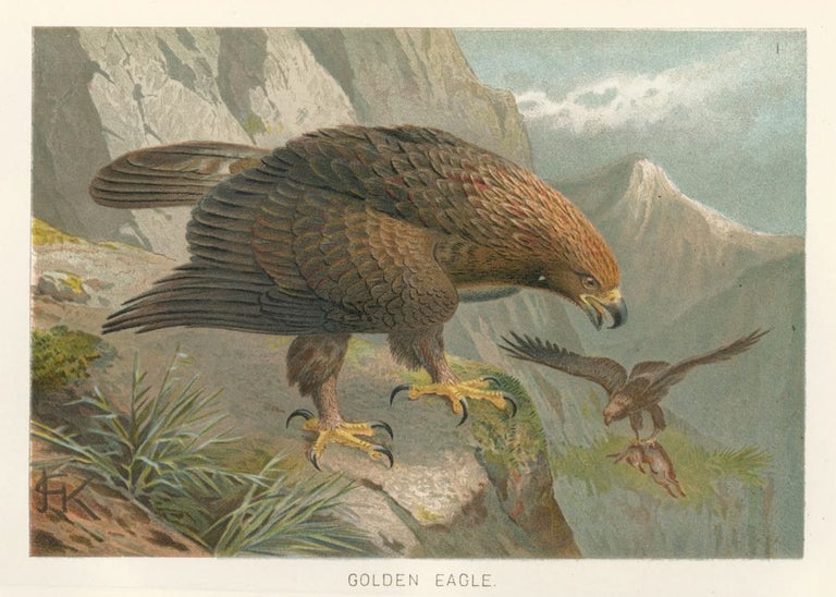 Item nr. 161681 Golden Eagle. The Royal Natural History. Richard Lydekker.