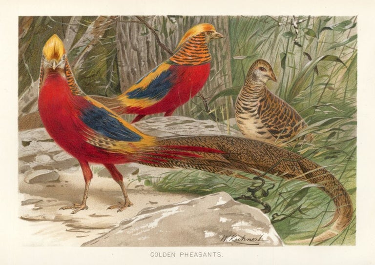 Item nr. 161682 Golden Pheasants. The Royal Natural History. Richard Lydekker.