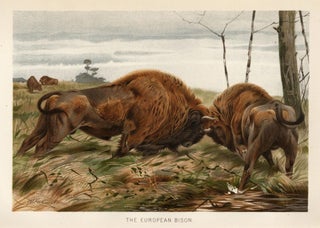 Item nr. 161685 The European Bison. The Royal Natural History. Richard Lydekker