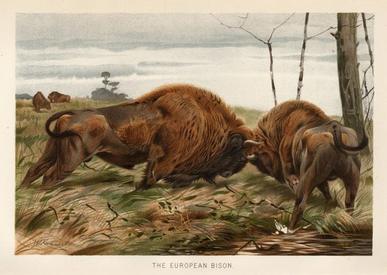 Item nr. 161685 The European Bison. The Royal Natural History. Richard Lydekker.