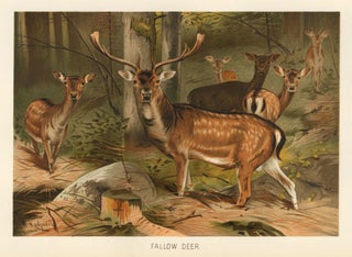 Item nr. 161686 Fallow Deer. The Royal Natural History. Richard Lydekker