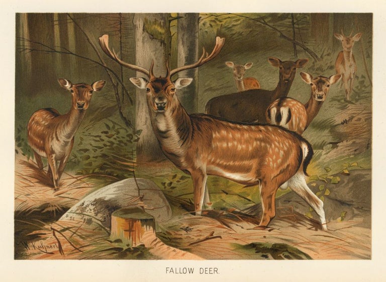Item nr. 161686 Fallow Deer. The Royal Natural History. Richard Lydekker.