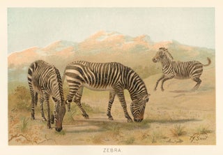 Item nr. 161687 Zebra. The Royal Natural History. Richard Lydekker