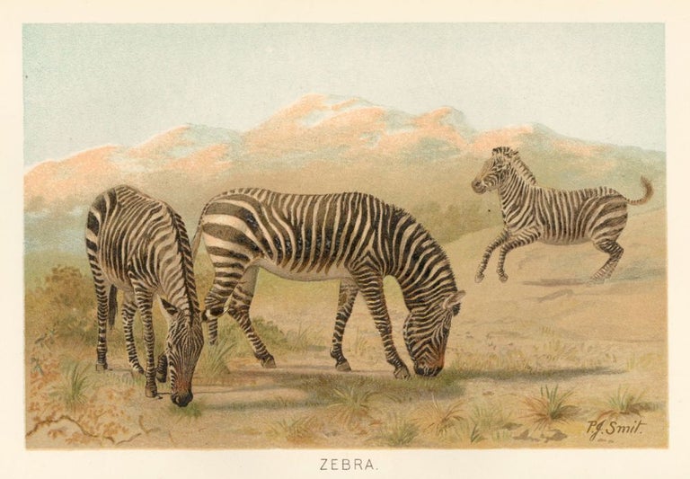 Item nr. 161687 Zebra. The Royal Natural History. Richard Lydekker.