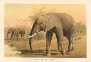 Item nr. 161688 African Elephant. The Royal Natural History. Richard Lydekker
