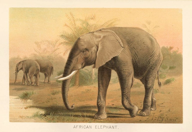 Item nr. 161688 African Elephant. The Royal Natural History. Richard Lydekker.