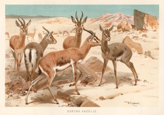 Item nr. 161689 Dorcas Gazelle. The Royal Natural History. Richard Lydekker