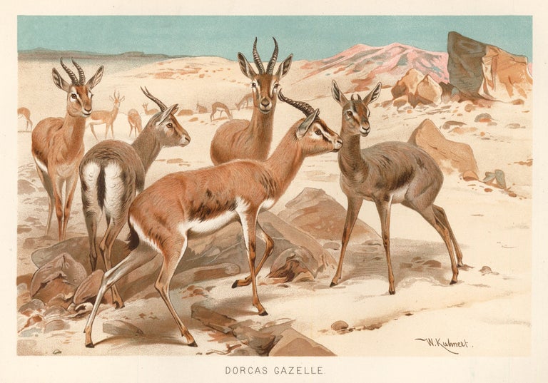 Item nr. 161689 Dorcas Gazelle. The Royal Natural History. Richard Lydekker.