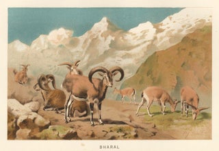 Item nr. 161690 Bharal. The Royal Natural History. Richard Lydekker