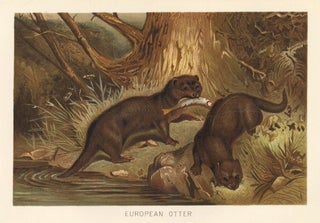 Item nr. 161691 European Otter. The Royal Natural History. Richard Lydekker