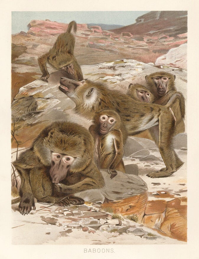 Item nr. 161692 Baboons. The Royal Natural History. Richard Lydekker.