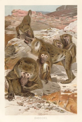 Item nr. 161692 Baboons. The Royal Natural History. Richard Lydekker