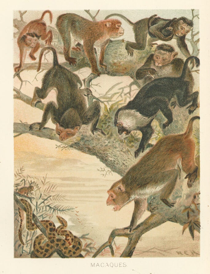Item nr. 161693 Macaques. The Royal Natural History. Richard Lydekker.