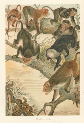 Item nr. 161693 Macaques. The Royal Natural History. Richard Lydekker