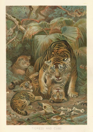 Item nr. 161694 Tigress and Cubs. The Royal Natural History. Richard Lydekker