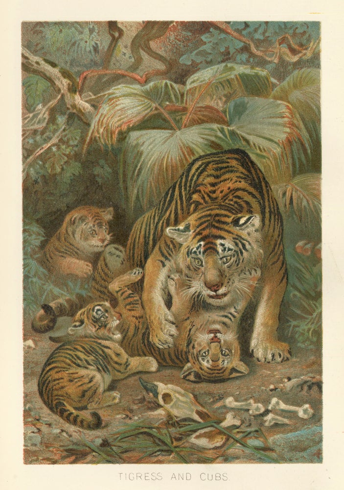 Item nr. 161694 Tigress and Cubs. The Royal Natural History. Richard Lydekker.