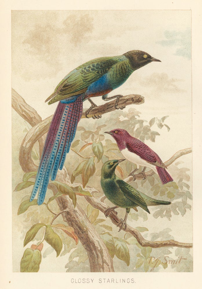 Item nr. 161695 Glossy Starlings. The Royal Natural History. Richard Lydekker.