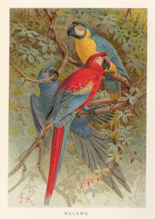 Item nr. 161697 Macaws. The Royal Natural History. Richard Lydekker