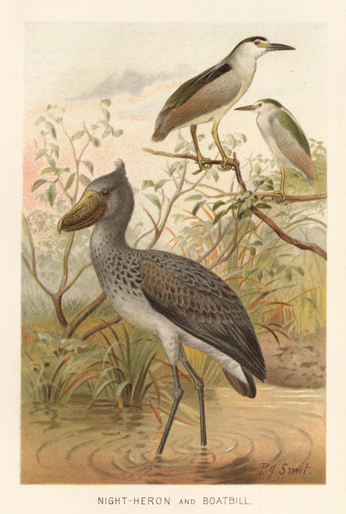 Item nr. 161698 Night-Heron and Boatbill. The Royal Natural History. Richard Lydekker.