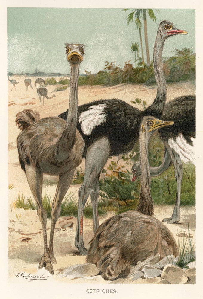 Item nr. 161699 Ostriches. The Royal Natural History. Richard Lydekker.