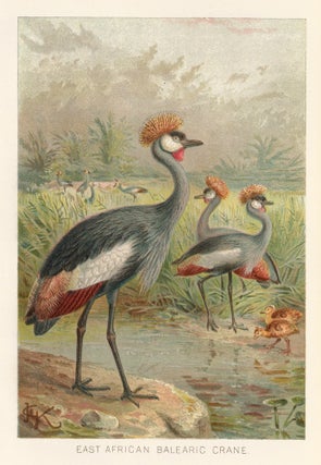 Item nr. 161700 East African Balearic Crane. The Royal Natural History. Richard Lydekker