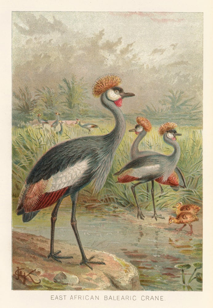 Item nr. 161700 East African Balearic Crane. The Royal Natural History. Richard Lydekker.