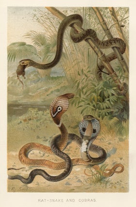 Item nr. 161702 Rat-Snake and Cobras. The Royal Natural History. Richard Lydekker