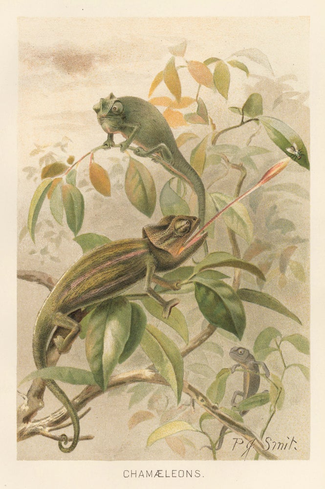 Item nr. 161703 Chamaeleons [Chameleons]. The Royal Natural History. Richard Lydekker.