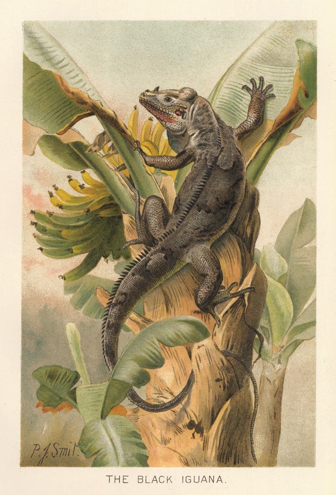 Item nr. 161704 The Black Iguana. The Royal Natural History. Richard Lydekker.