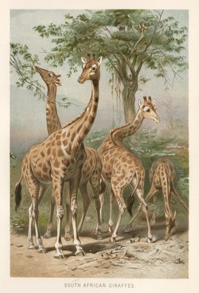 Item nr. 161705 South African Giraffes. The Royal Natural History. Richard Lydekker