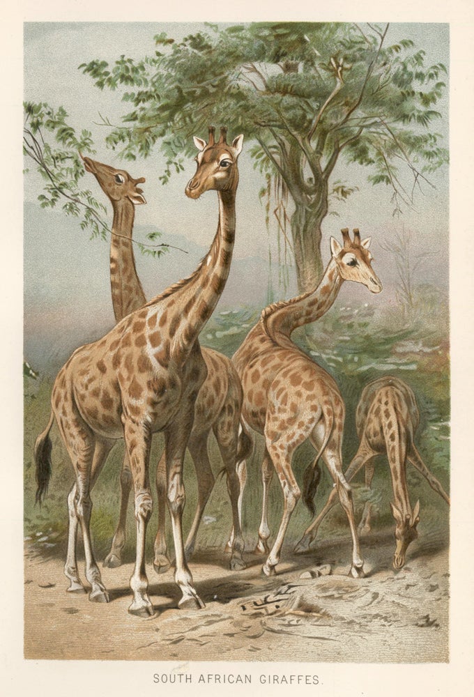 Item nr. 161705 South African Giraffes. The Royal Natural History. Richard Lydekker.