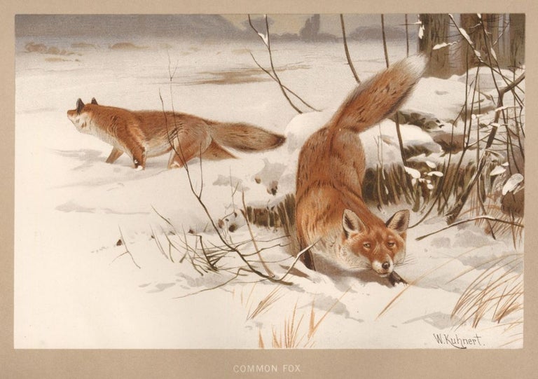 Item nr. 161707 Common Fox. The Royal Natural History. Richard Lydekker.