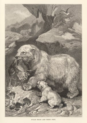 Item nr. 161708 Polar Bears and their prey. The Royal Natural History. Richard Lydekker