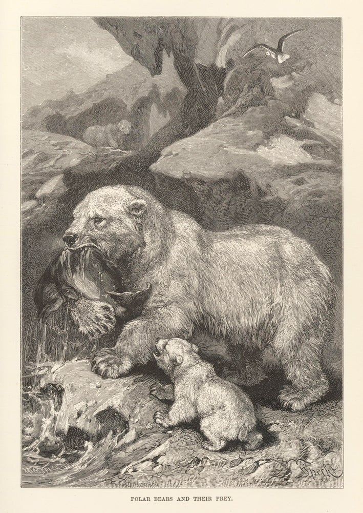 Item nr. 161708 Polar Bears and their prey. The Royal Natural History. Richard Lydekker.