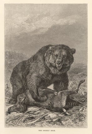 Item nr. 161709 The Grizzly Bear. The Royal Natural History. Richard Lydekker