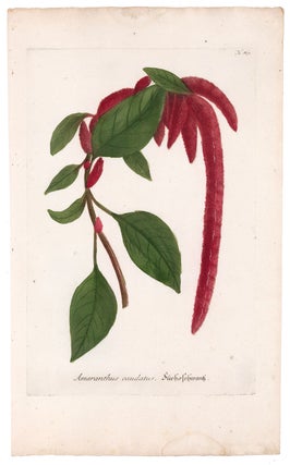 Item nr. 161752 Amaranthus Caudatus. Phytanthoza Iconographia. Johann Wilhelm Weinmann