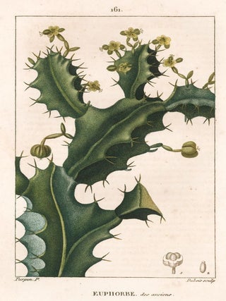 Item nr. 161809 Euphorbe des anciens. Flore Medicale. F. P Chaumeton, Pierre Jean Francois Turpin