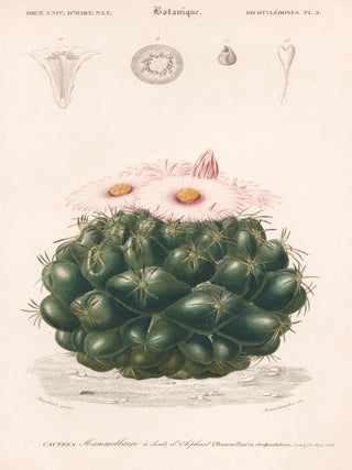Item nr. 161811 Cacteés Mammillaire à dents d'elephant. Dictionnaire Universel d'Histoire...