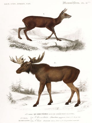 Item nr. 161814 Chevrotain. Elan. Dictionnaire Universel d'Histoire Naturelle. Charles D'Orbigny
