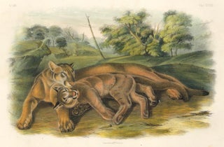 Item nr. 161817 The Cougar. The Quadrupeds of North America. John James Audubon
