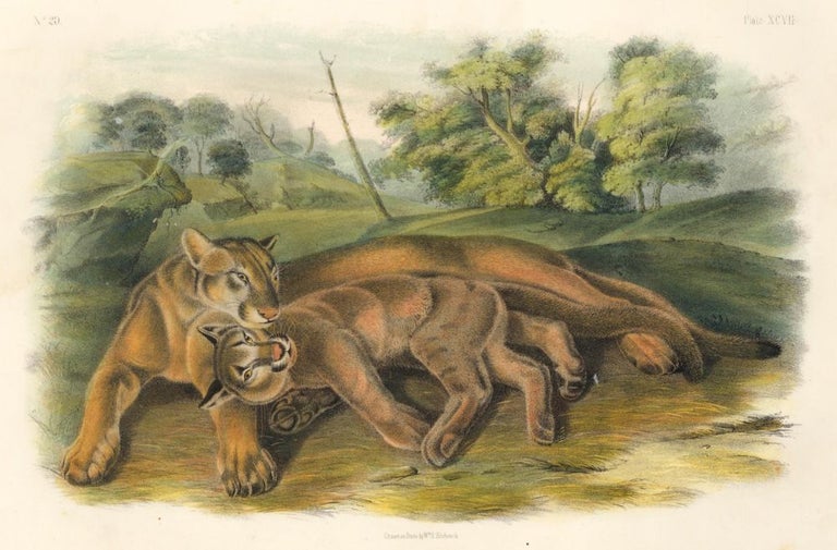 Item nr. 161817 The Cougar. The Quadrupeds of North America. John James Audubon.