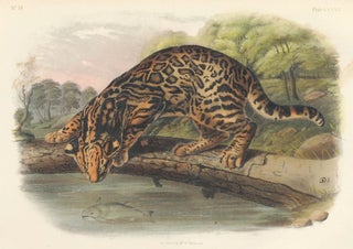 Item nr. 161819 Ocelot or Leopard Cat. The Quadrupeds of North America. John James Audubon